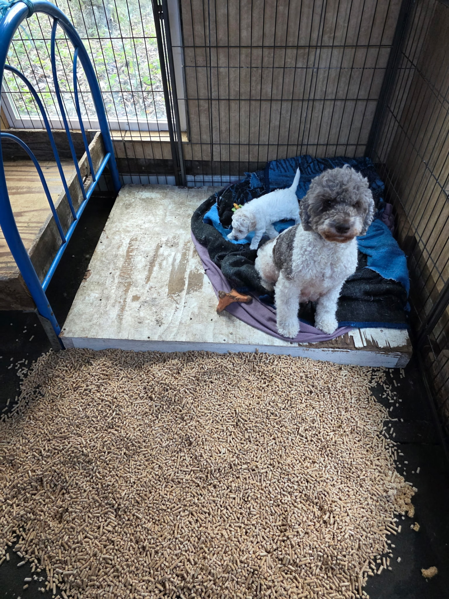 A young Lagotto sitting beside another puppy in their nursery bed