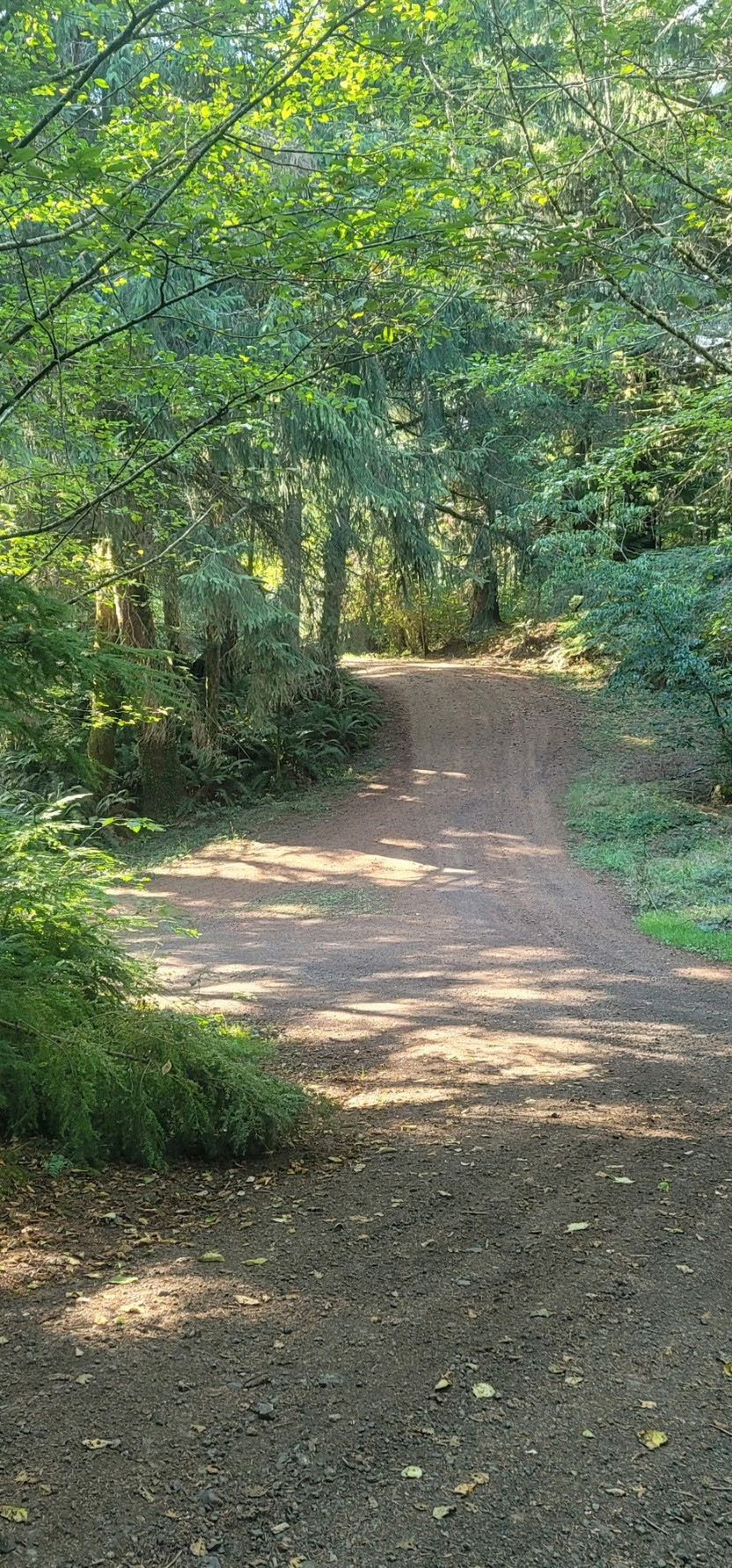 A sunlit forest path surrounded by trees and ferns