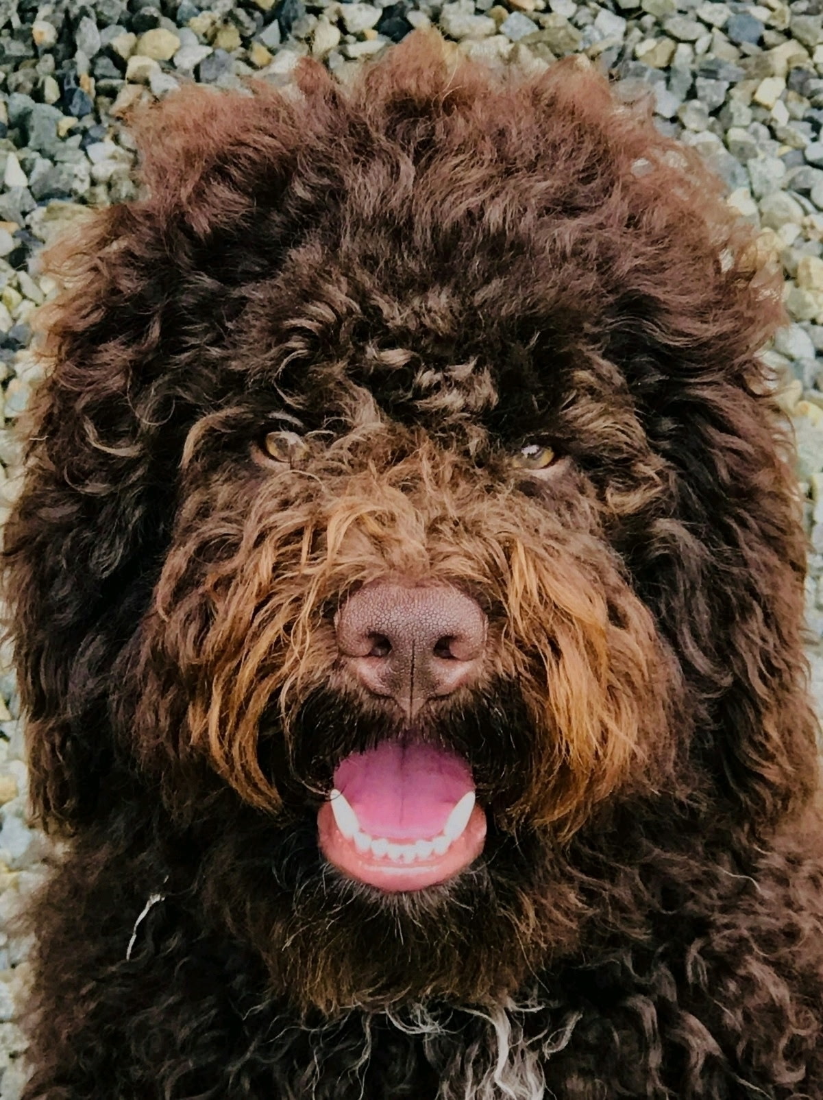 A brown curly-coated Lagotto looking up with a happy expression