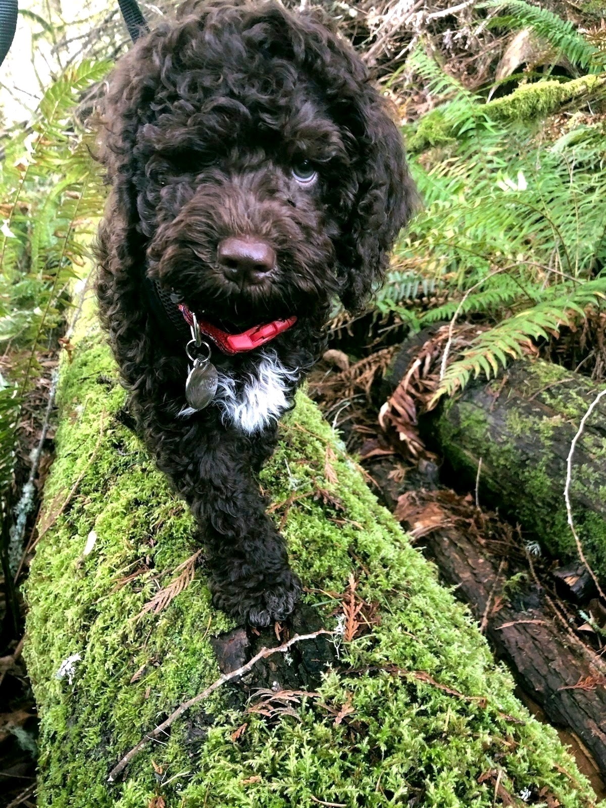 A young Lagotto exploring a moss-covered log